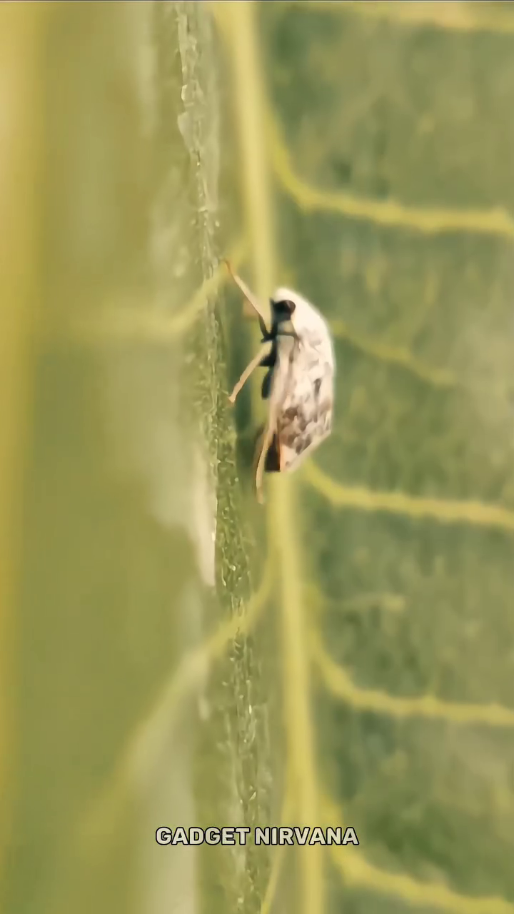 SKYVIK SIGNI X Mobile Camera 20x Macro Lens Kit - Image 6